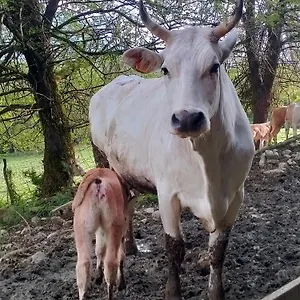 Alloggio per agriturismo Agriturismo Cascina Dolomiti, Cesiomaggiore
